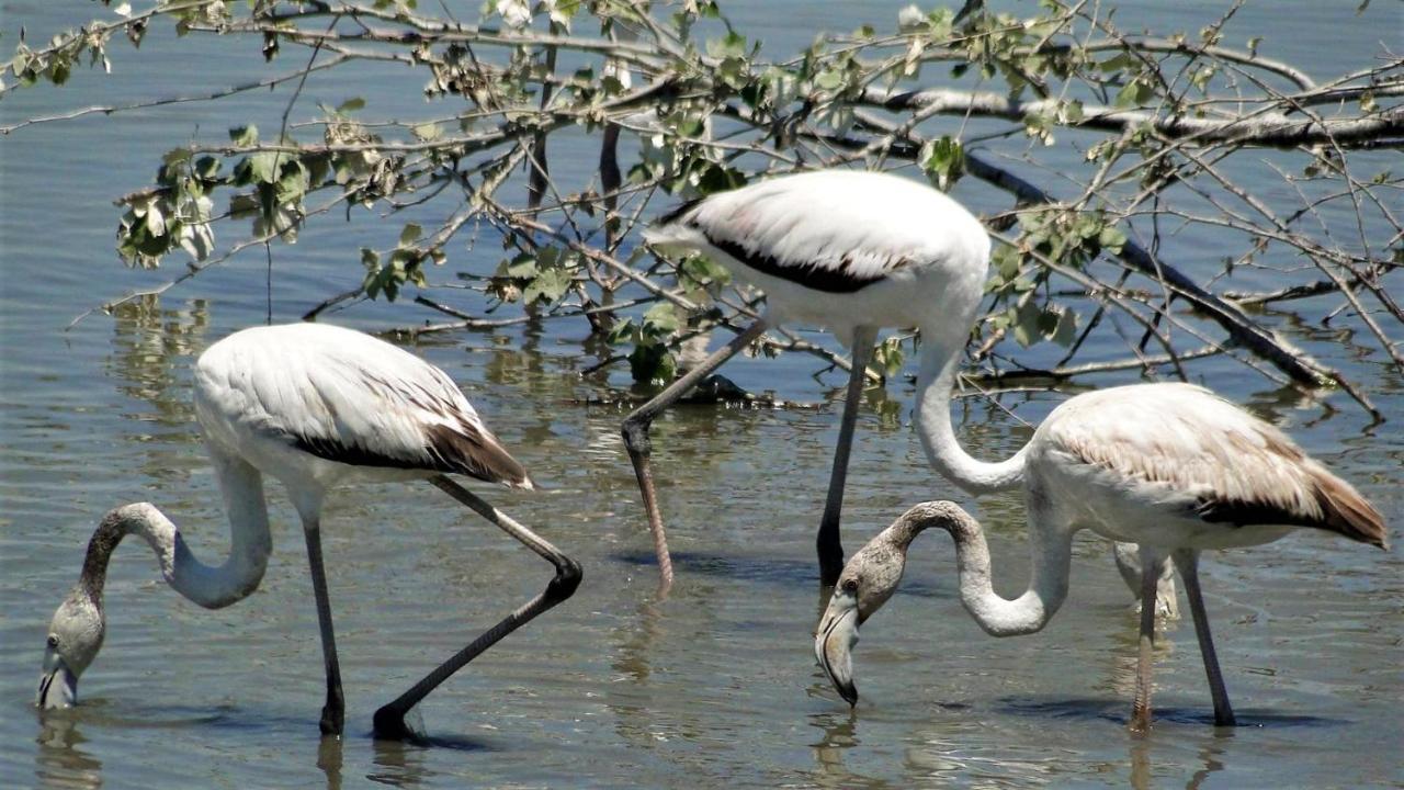 Paradise Ebro 2 ديلتيبري المظهر الخارجي الصورة